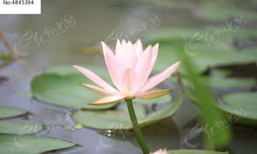 权威脸上囊肿是什么原因引起的怎样消除呢平台,分享专业脸上囊肿图片症状知识_脸上的囊肿抹什么药网