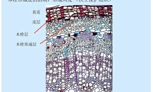权威脸上囊肿是什么原因引起的怎样消除呢平台,分享专业脸上囊肿图片症状知识_脸上的囊肿抹什么药网