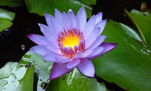 脸上囊肿怎么才能消除-权威脸上囊肿是什么原因引起的怎样消除呢平台,分享专业脸上囊肿图片症状知识_脸上的囊肿抹什么药网